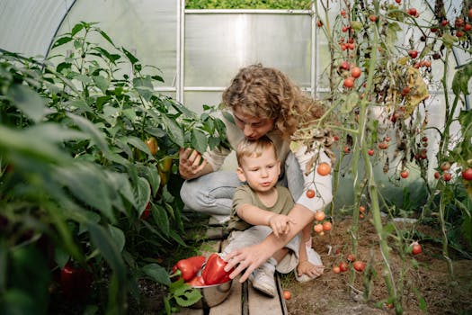 family harvesting cherry tomatoes