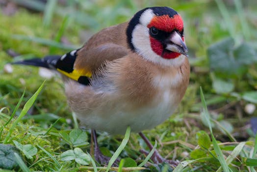 Beautiful garden attracting wildlife