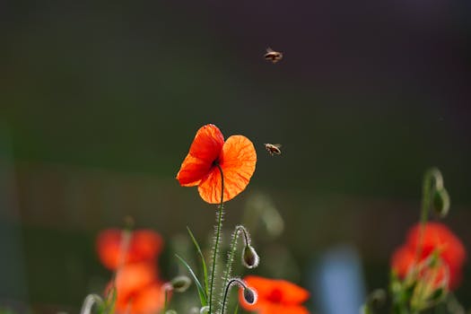 colorful garden with bees