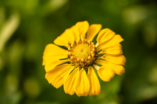 vibrant zinnias in a garden