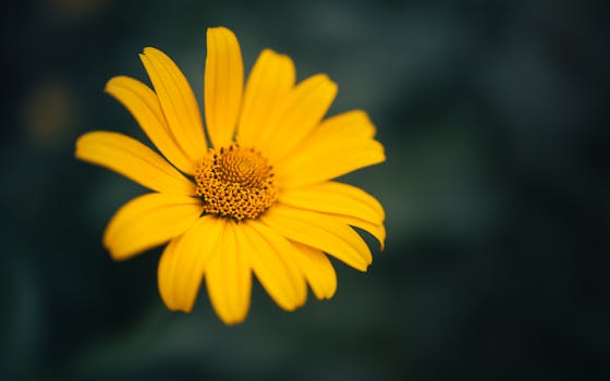 vibrant sunflowers growing in a garden