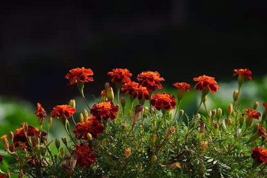 bright blooming marigolds in a home garden