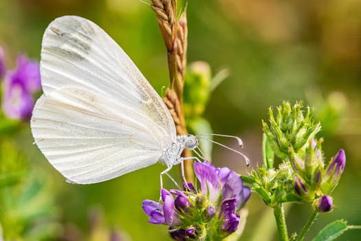 butterfly garden layout