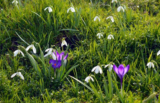 colorful native flowers in a garden