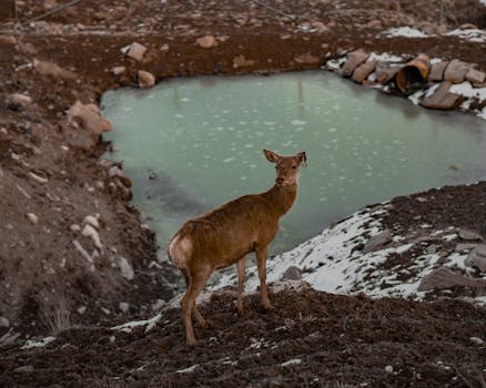 Children observing wildlife at their pond