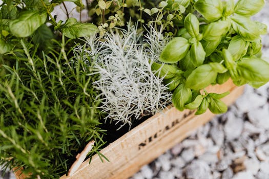 growing herbs from scraps