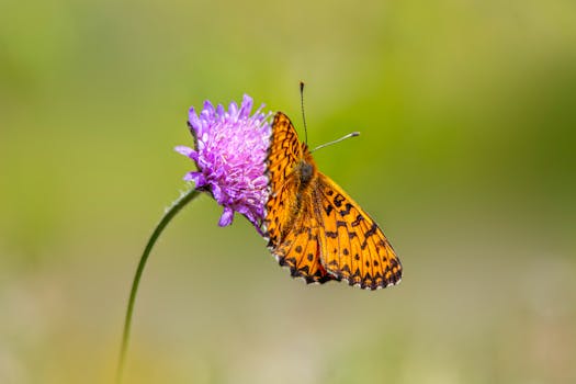 butterfly lifecycle diagram