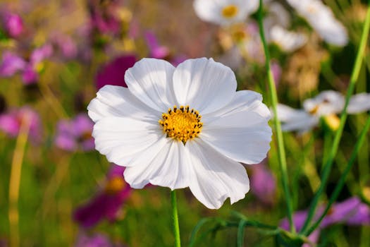 colorful flower garden