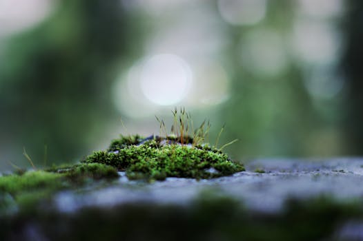 A beautiful terrarium showcasing a miniature ecosystem