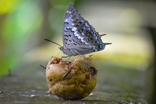 butterfly feeder setup