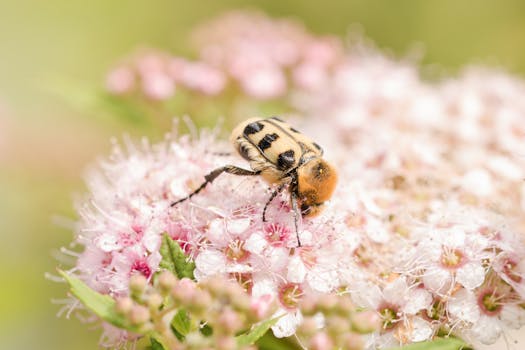 colorful flowers in a pollinator garden