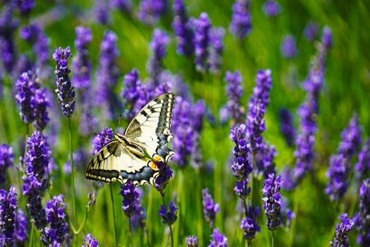 Butterfly Garden with Lavender