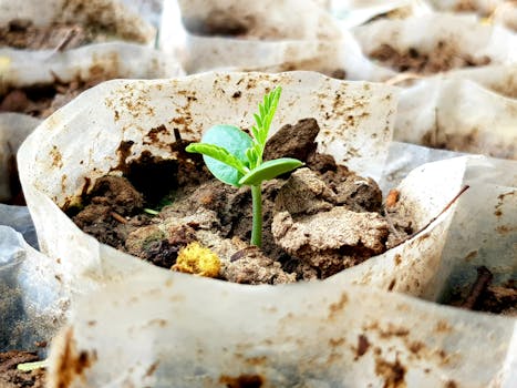 a small sprout emerging from soil