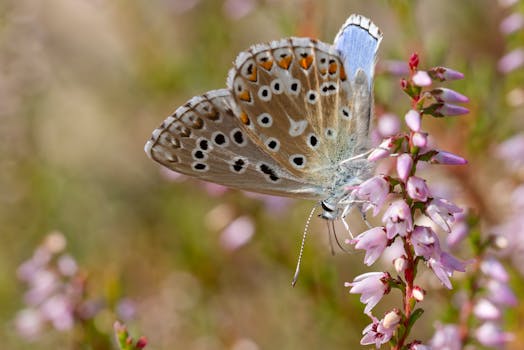 butterfly garden