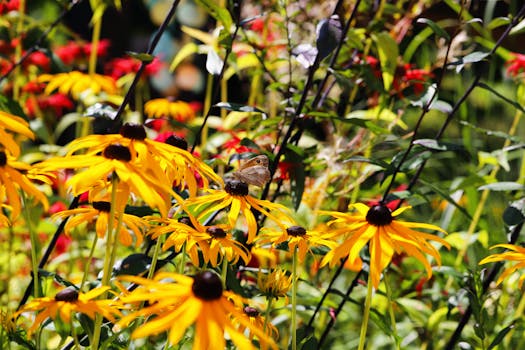 colorful seasonal plants