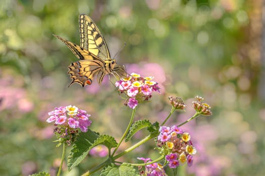 colorful pollinator garden