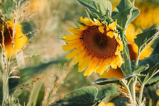 Colorful sunflower field