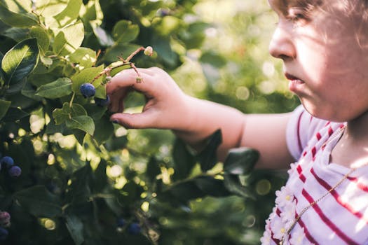 kids picking ripe strawberries