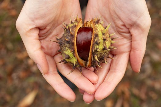 seed bombs in a garden