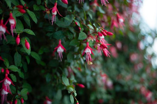 colorful garden with seasonal flowers