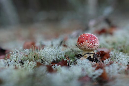 Identifying Poisonous Plants