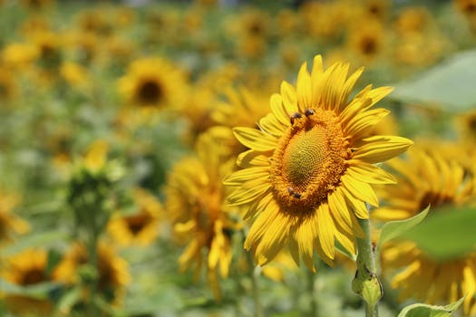 a colorful flower garden attracting bees