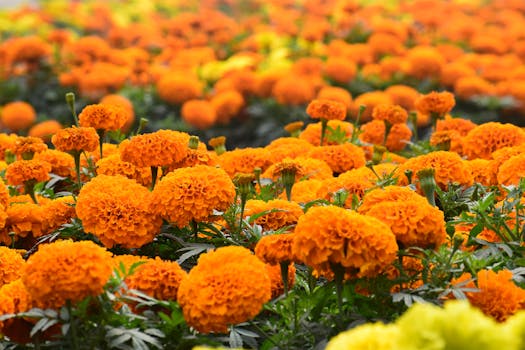 colorful pots with marigolds