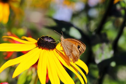 colorful butterfly garden