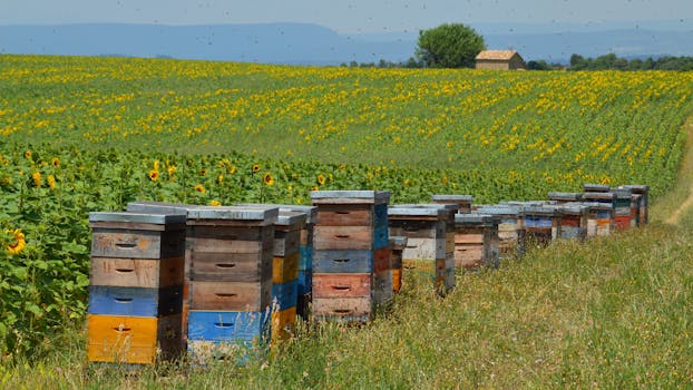 colorful wildflowers attracting bees