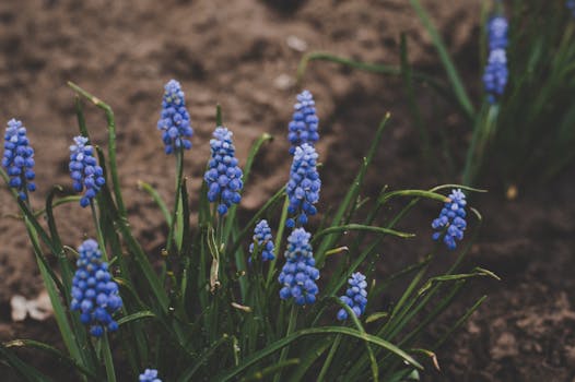 colorful garden soil