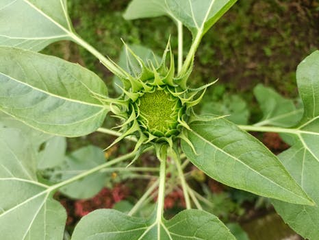 sunflower growth stages