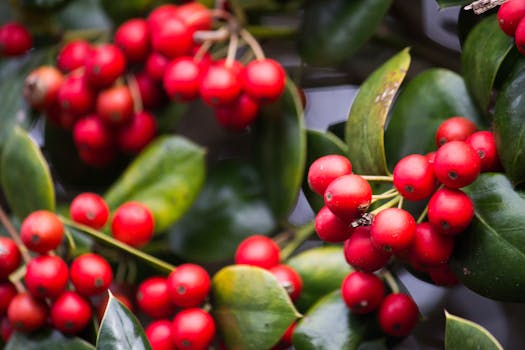 colorful garden with fruits