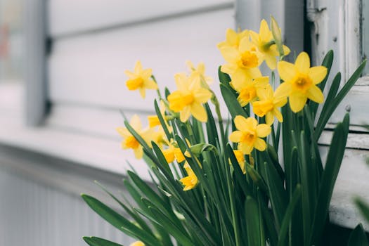 Gardening tools and plants in a sunny backyard