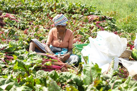 Growing vegetables